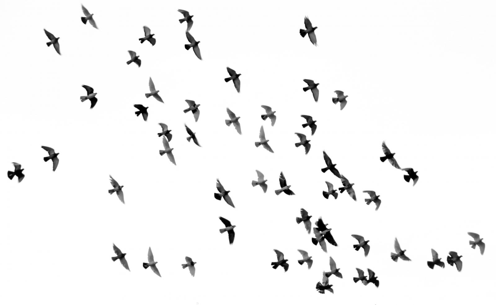 medzinárodný deň vtákov