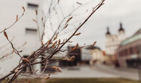 trnavská univerzita 